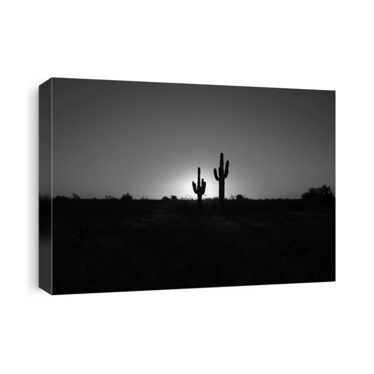 saguaro cactus in the morning at sunrise in black and white - soft focus