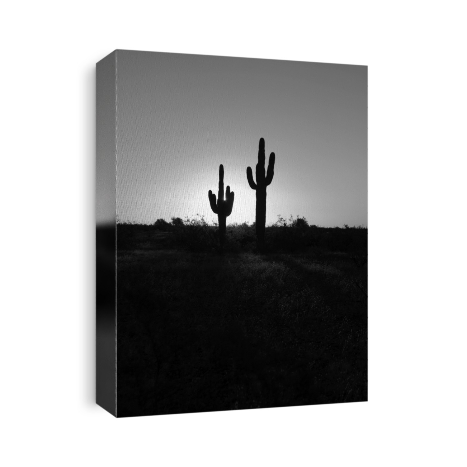 classic saguaro cactus in the sunrise of arizona in black and white