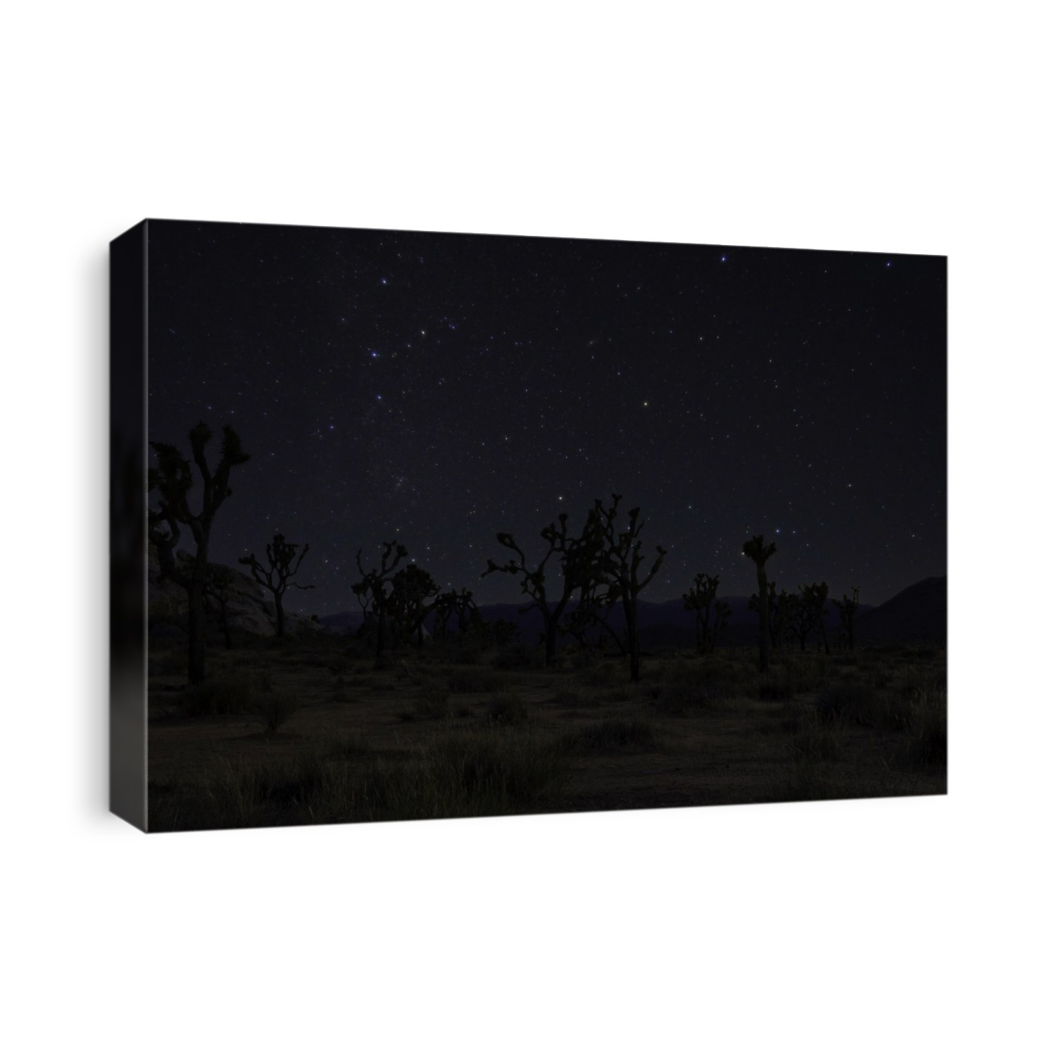 Sprawling desert landscape full of Joshua Trees underneath the stars.
