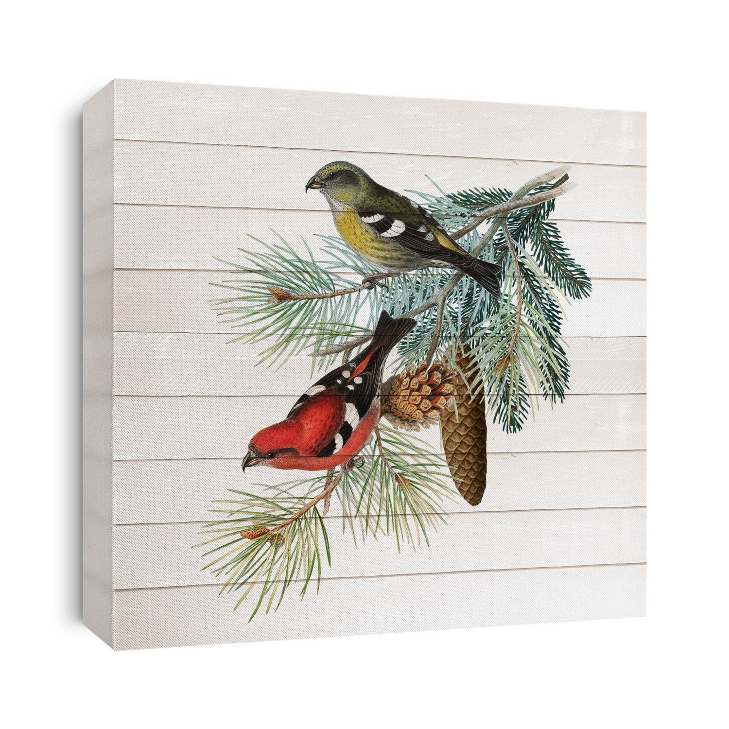 Birds