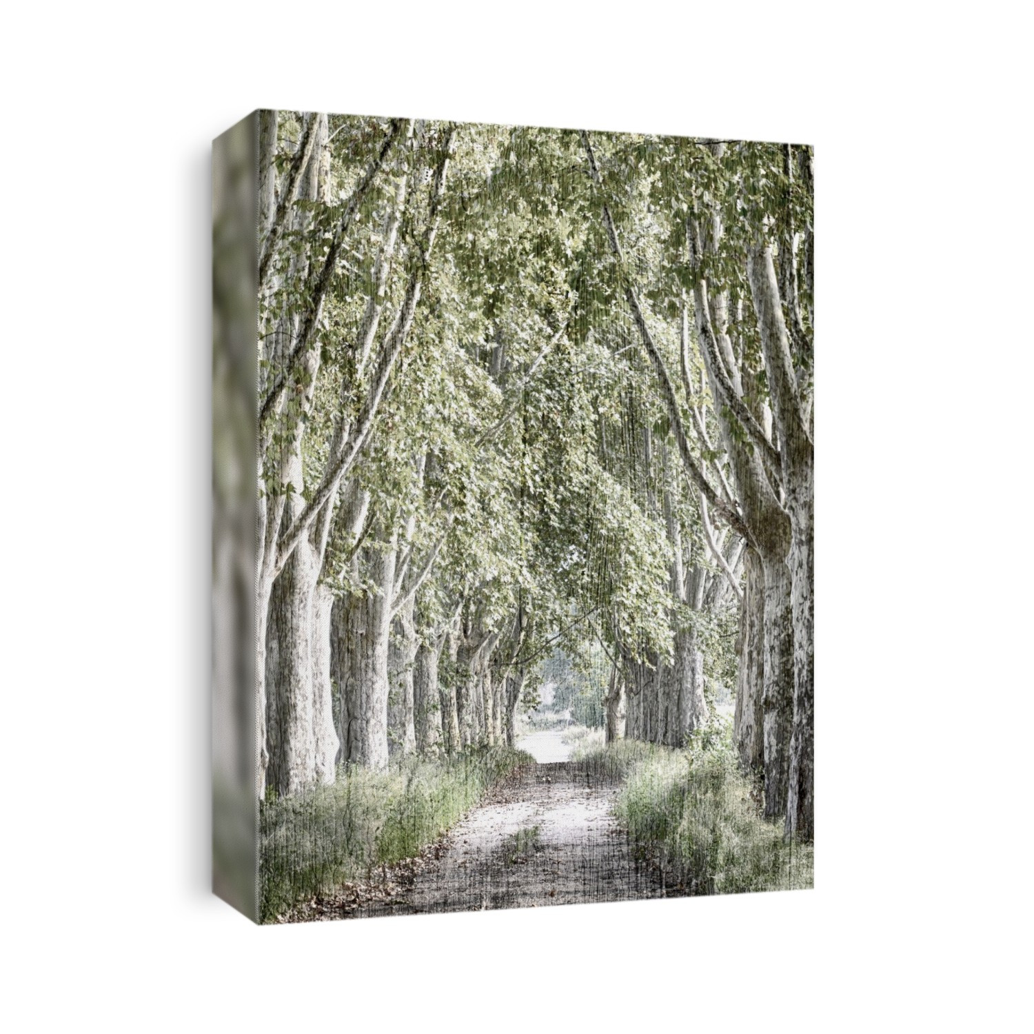 Trees