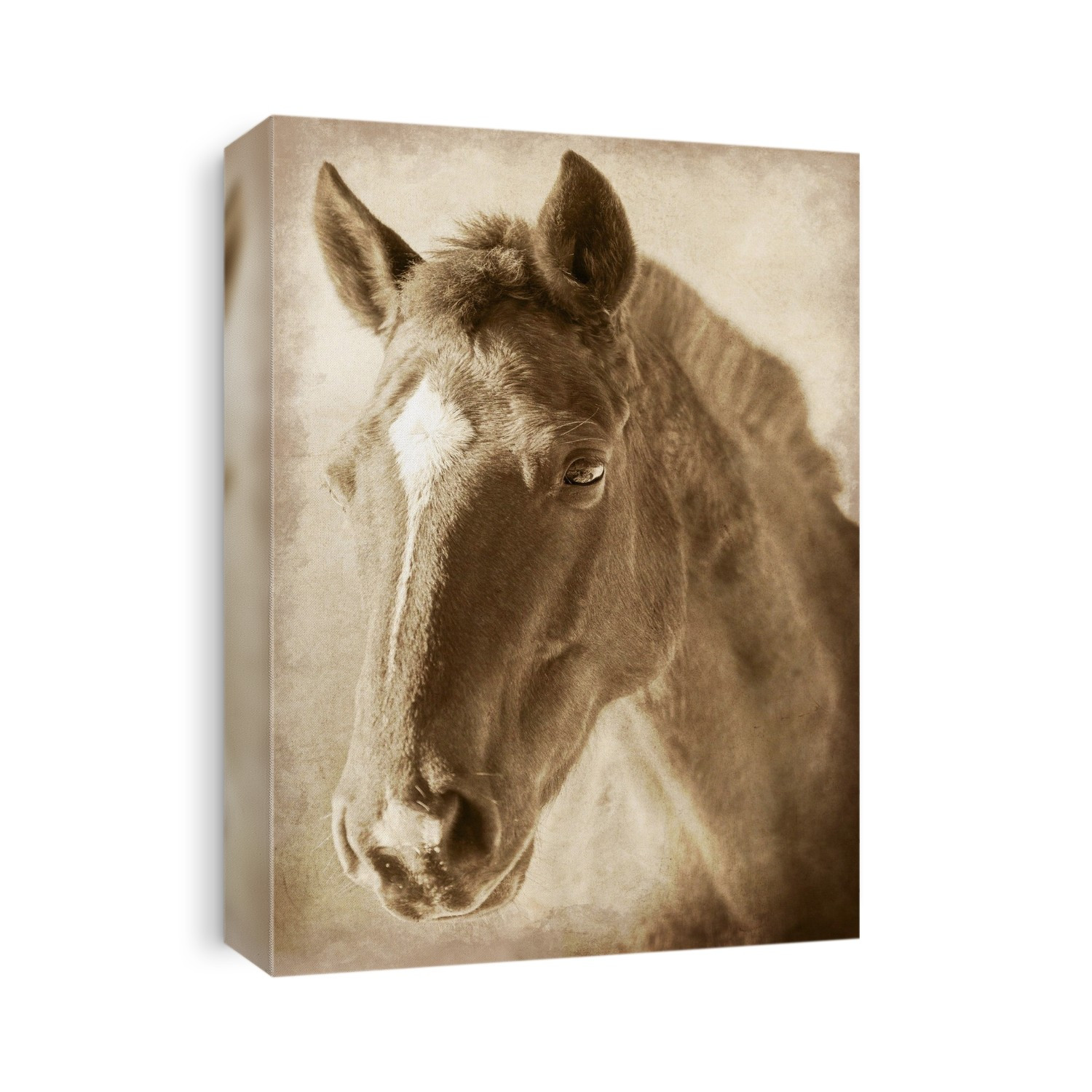 Horse portrait