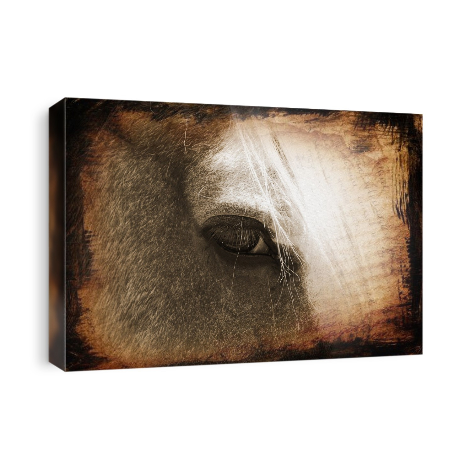 Eye view upclose horse