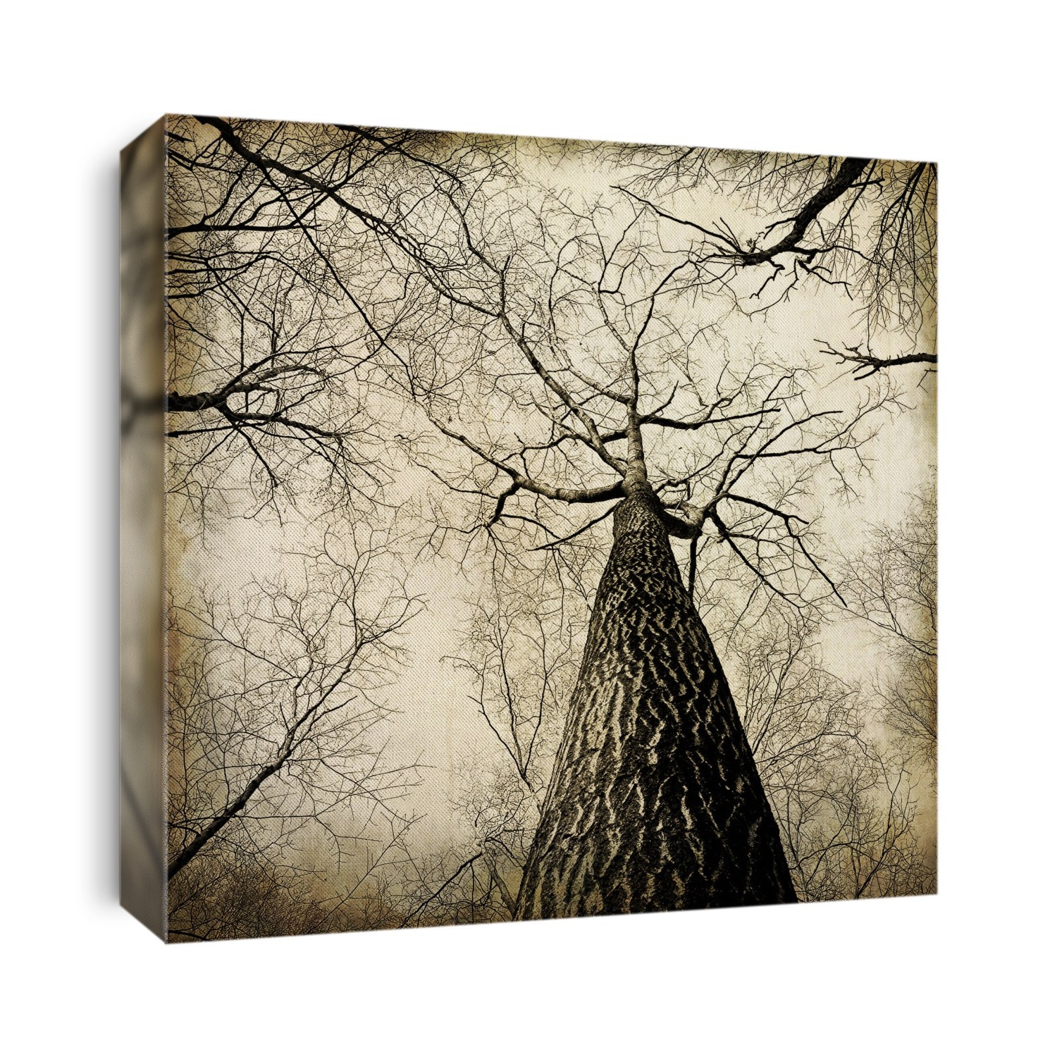 Trees