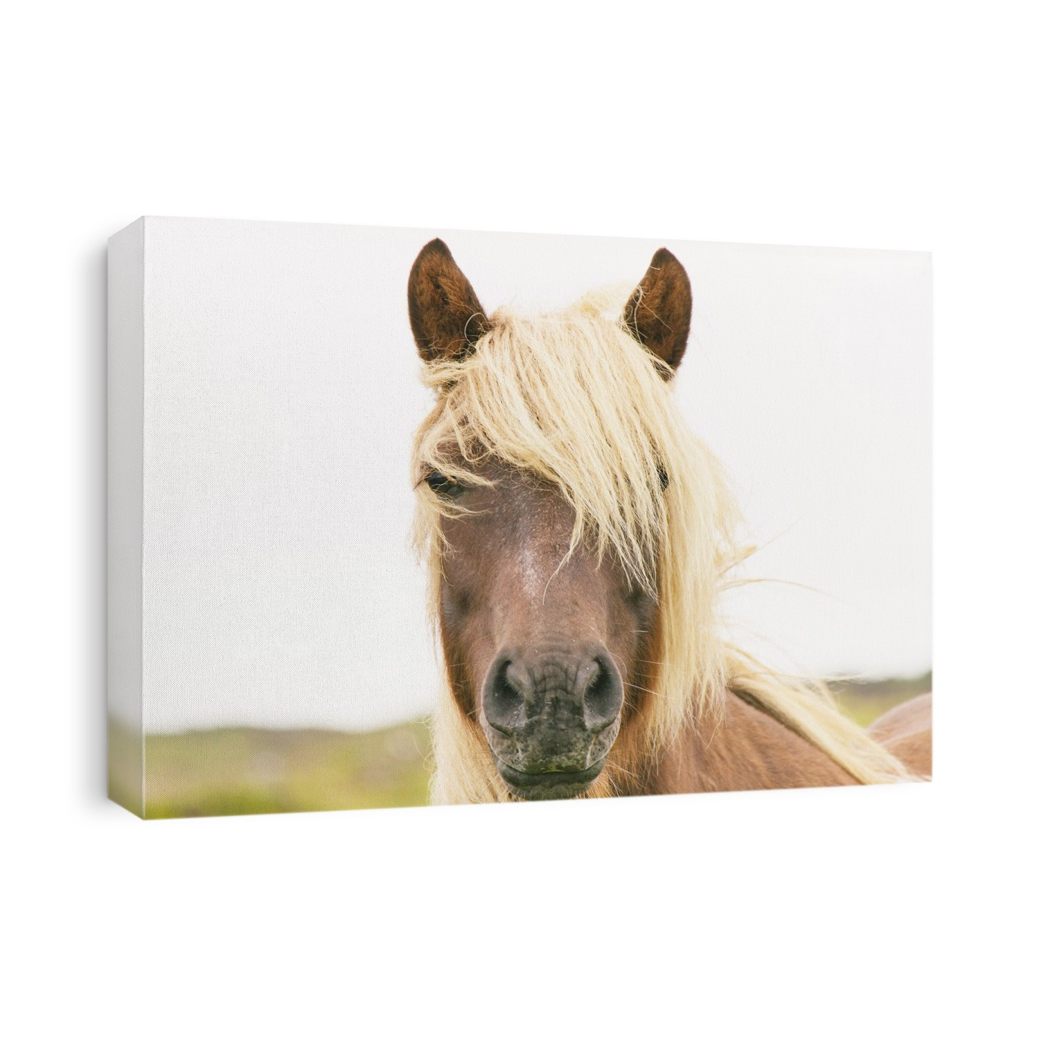 pretty horse portrait
