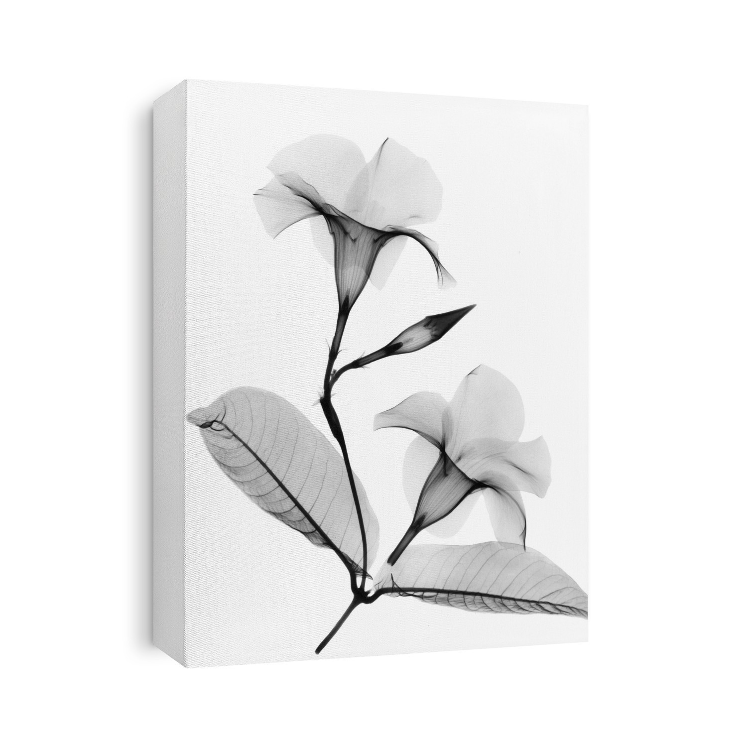 Xray Photography