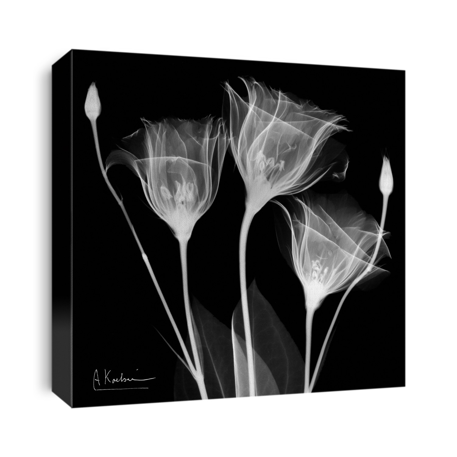 Xray Photography