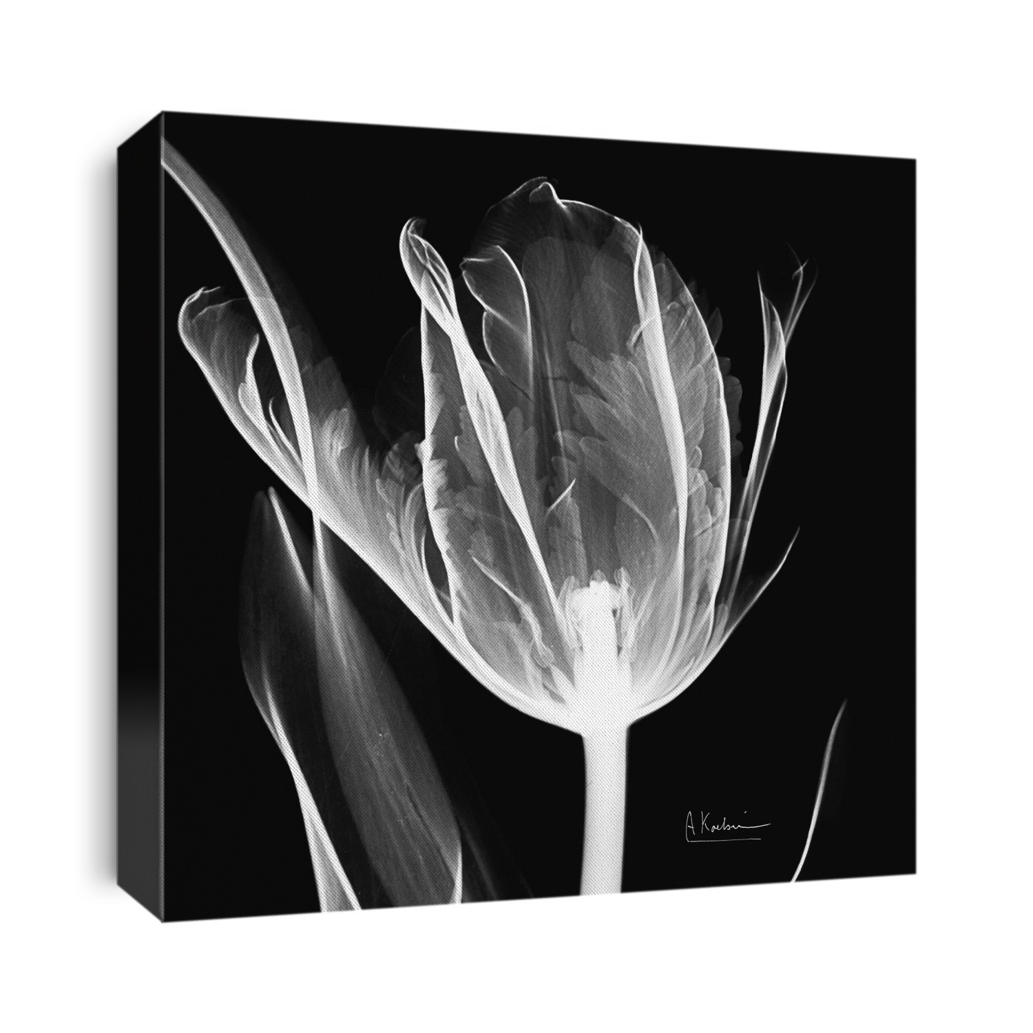Xray Photography