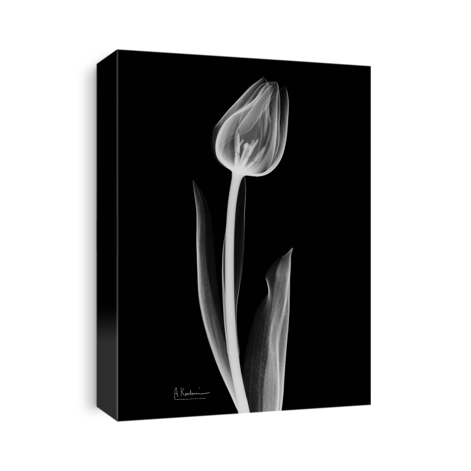 Xray Photography