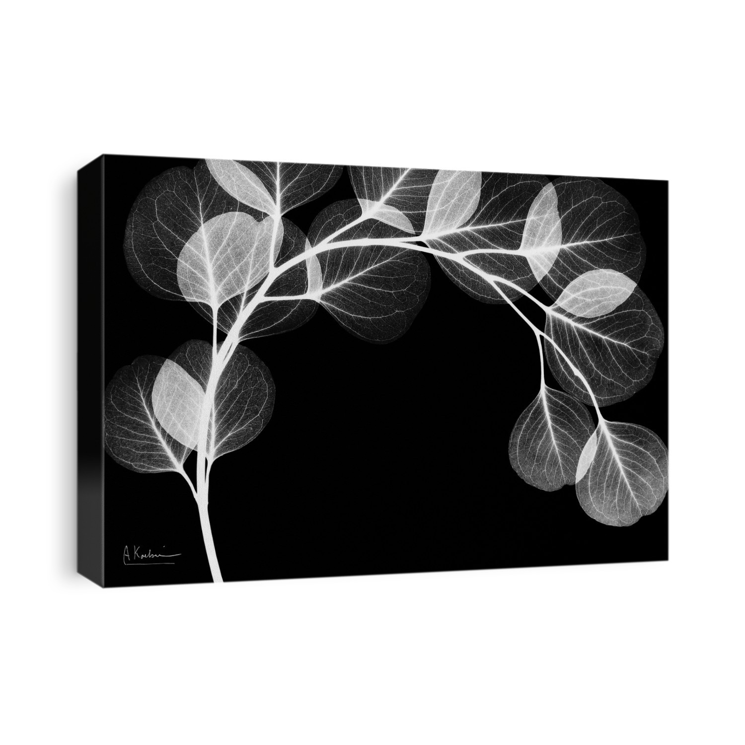 Xray Photography