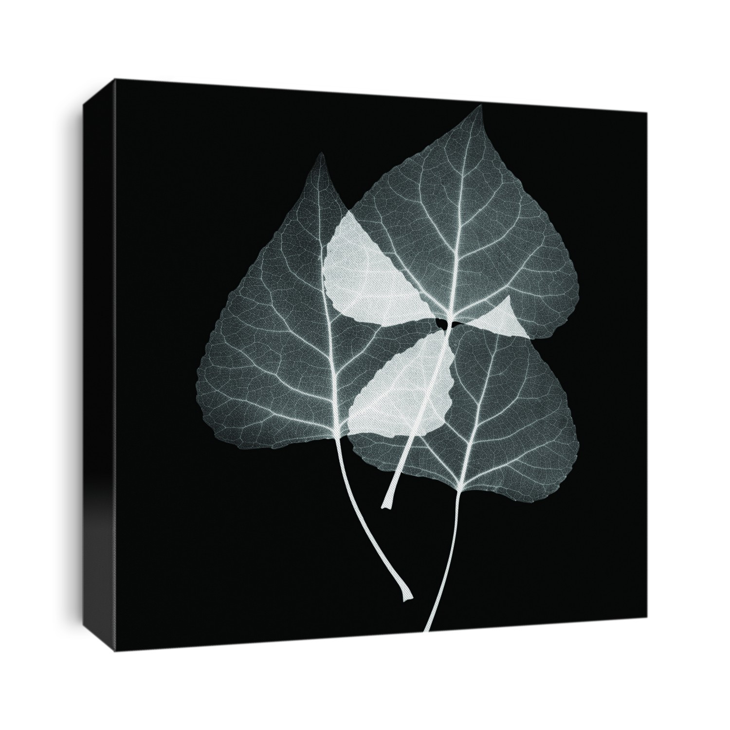 Xray Photography