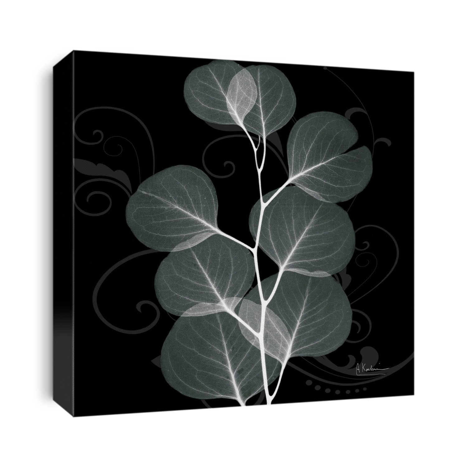 Xray Photography