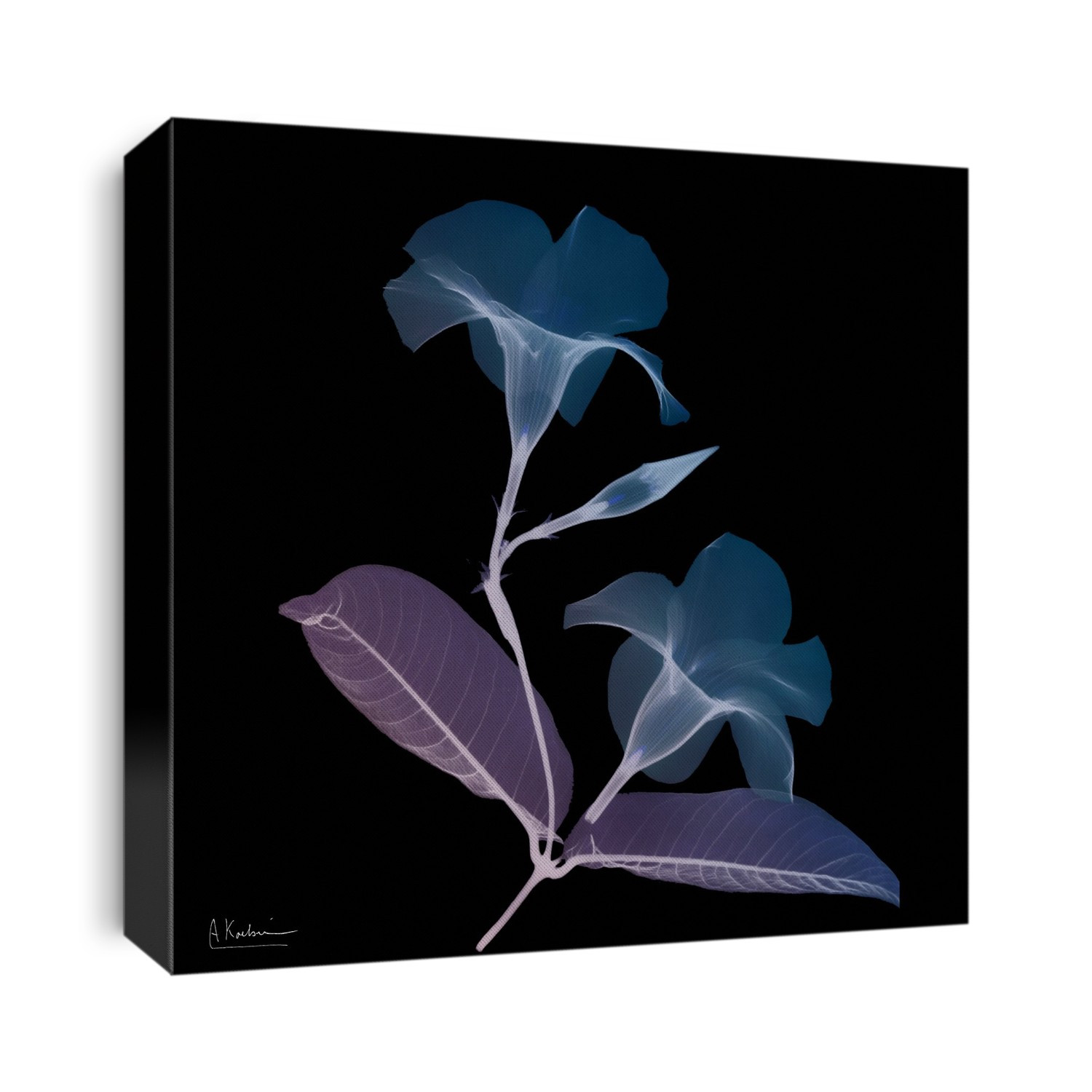 Xray Photography