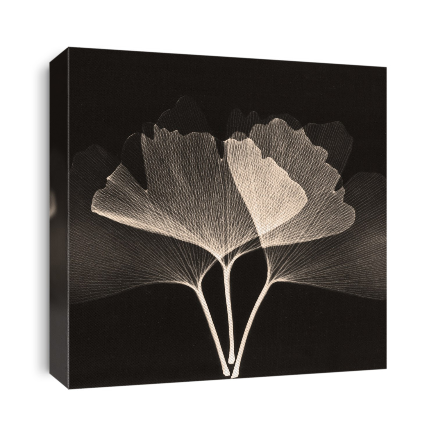 Xray Photography
