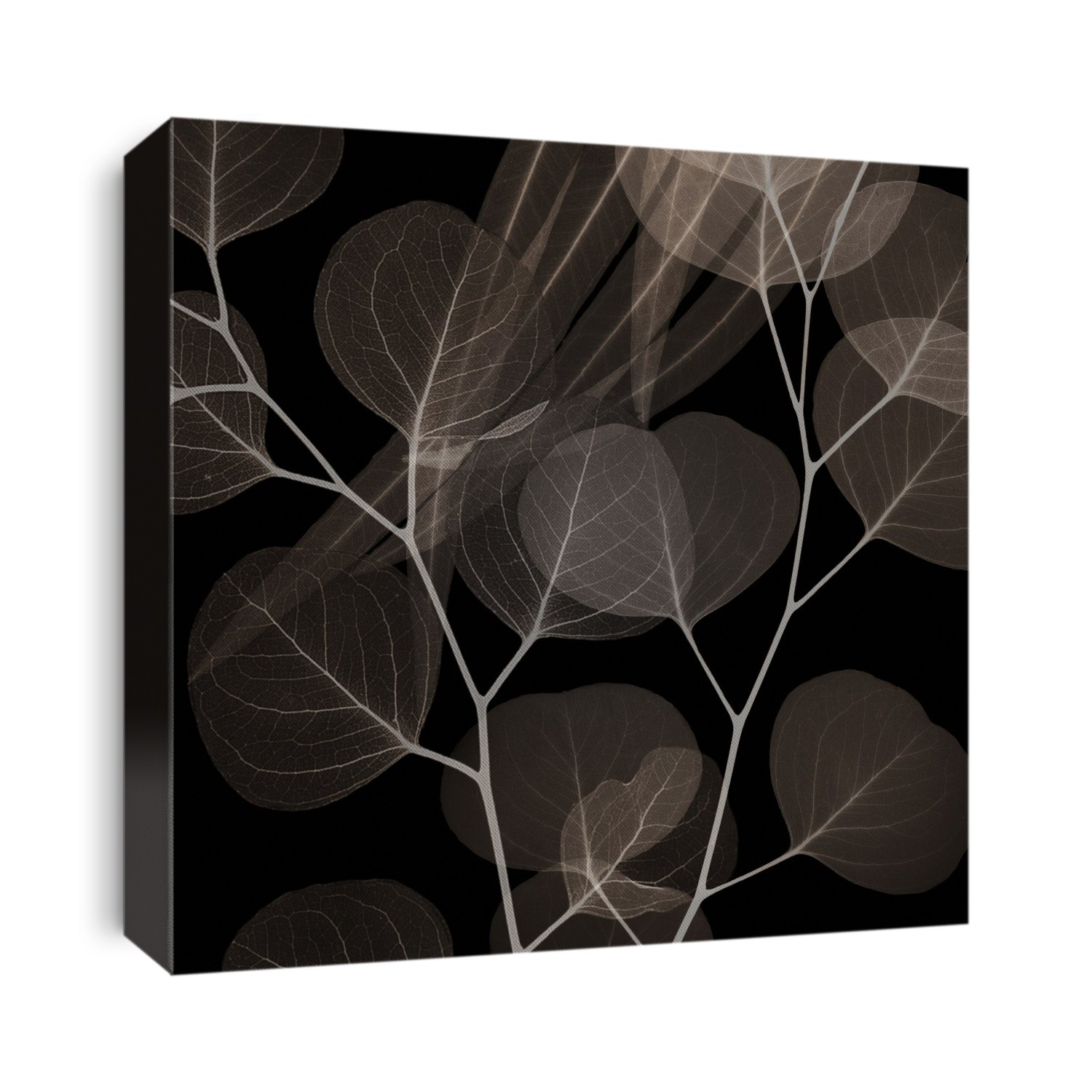 Xray Photography