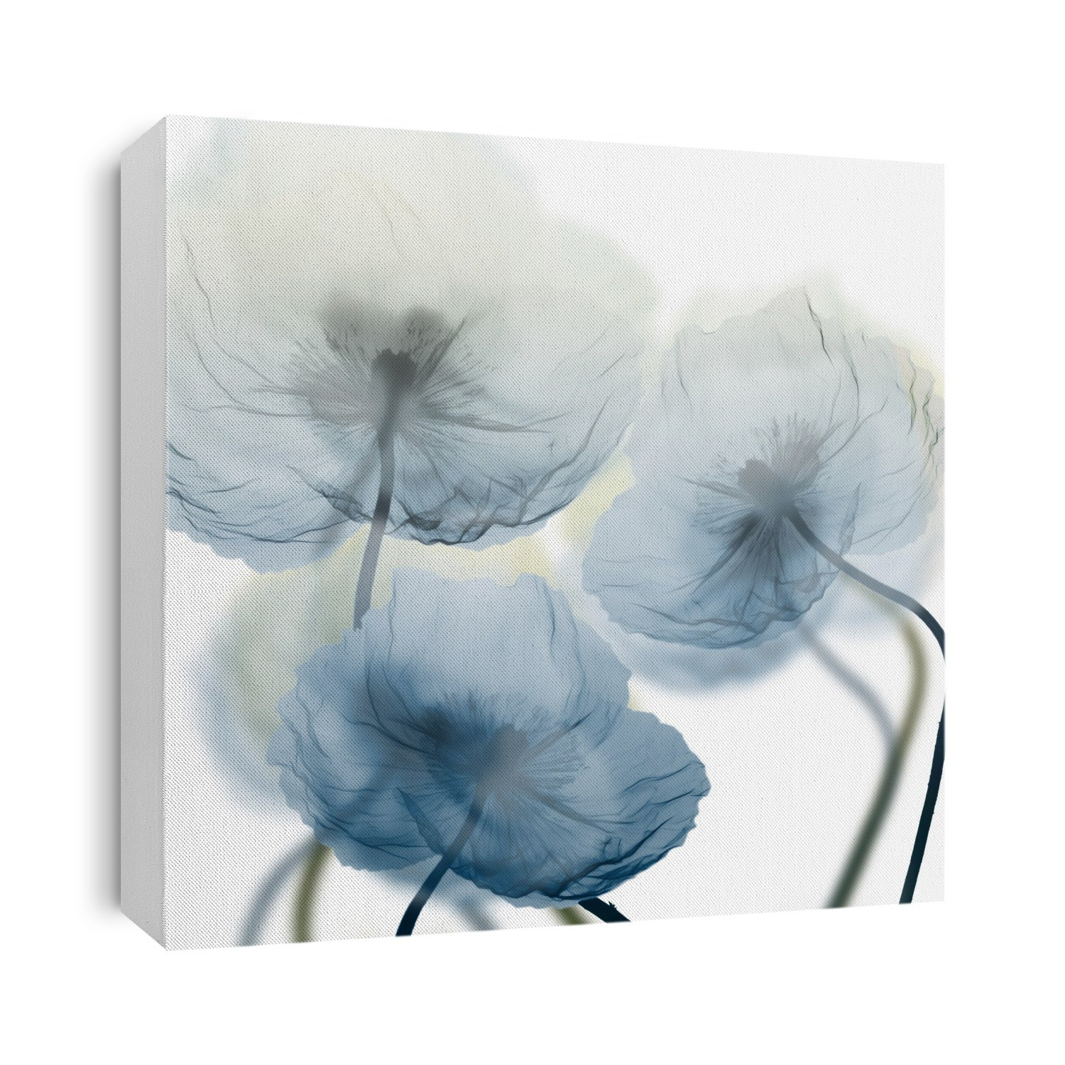 Xray Photography