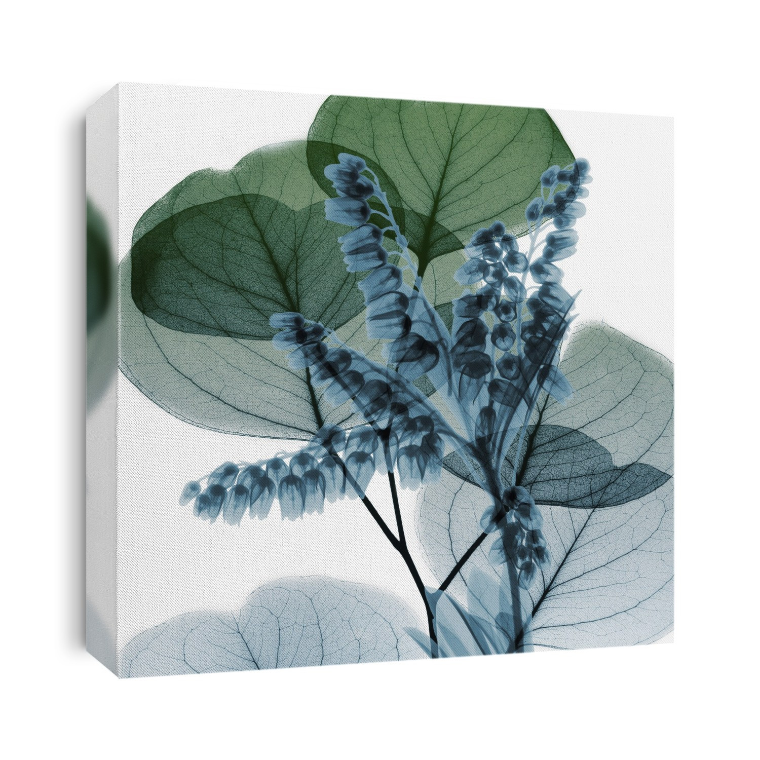 Xray Photography