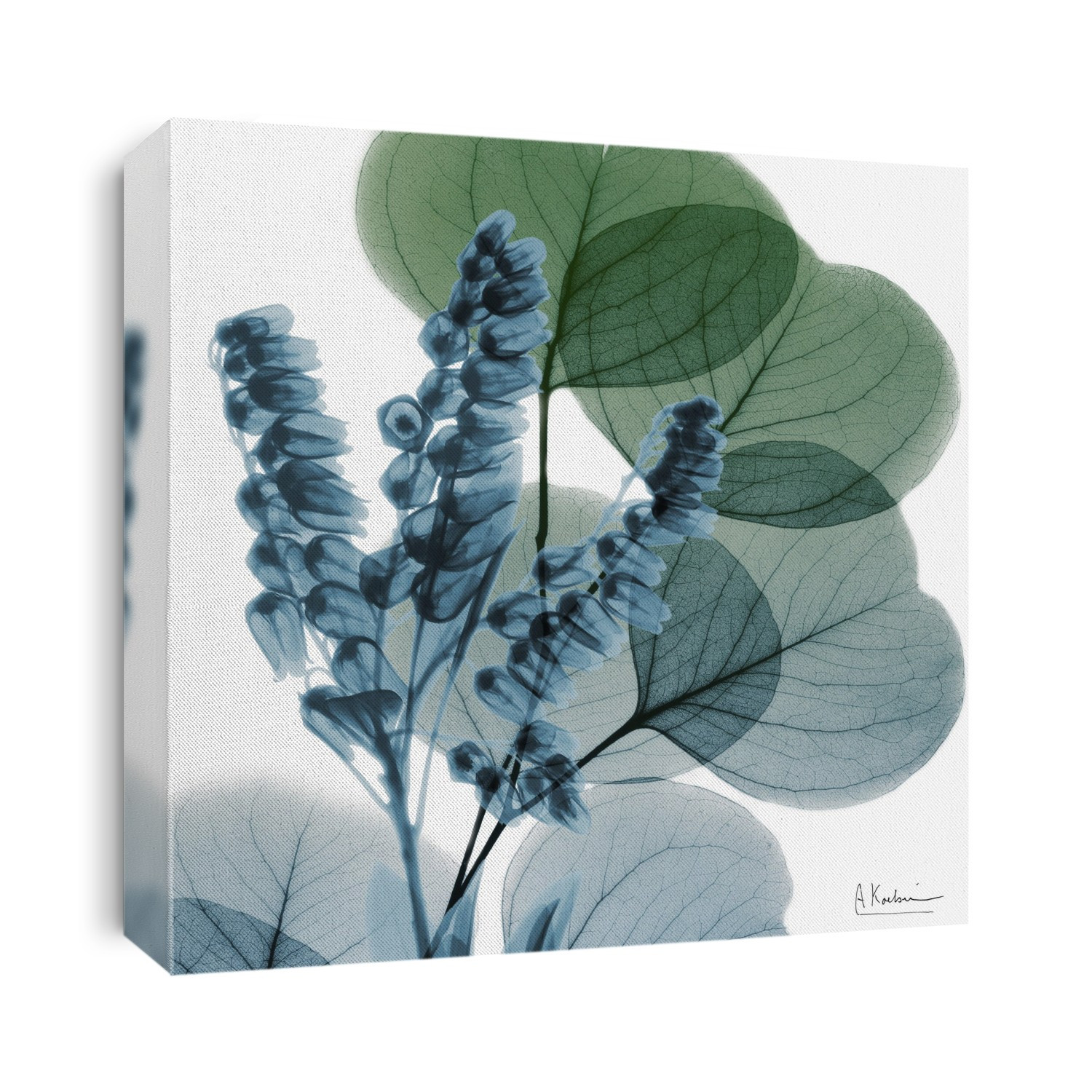 Xray Photography