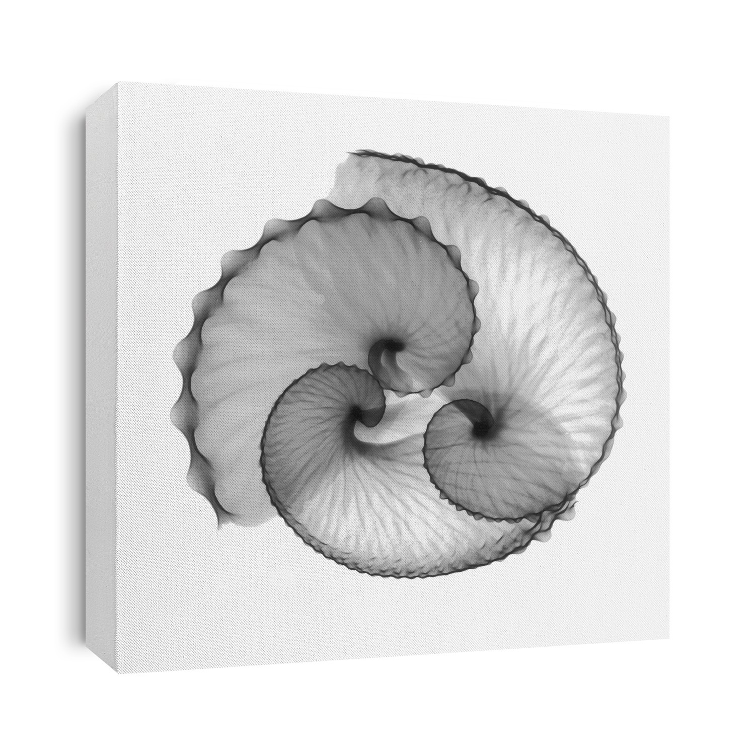 Xray Shells