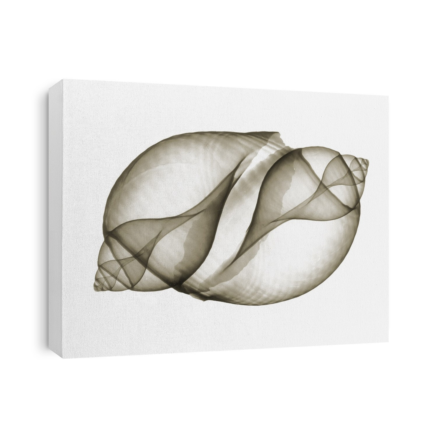Xray Shells