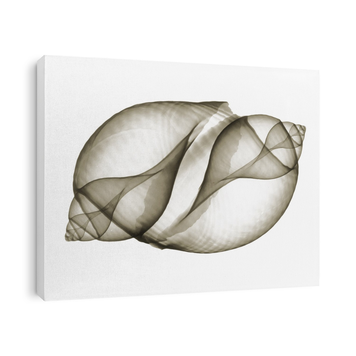 Xray Shells