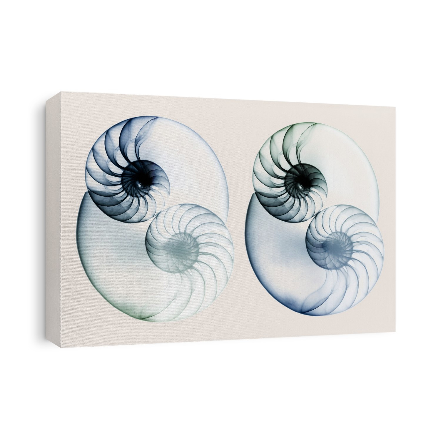 Xray Shells