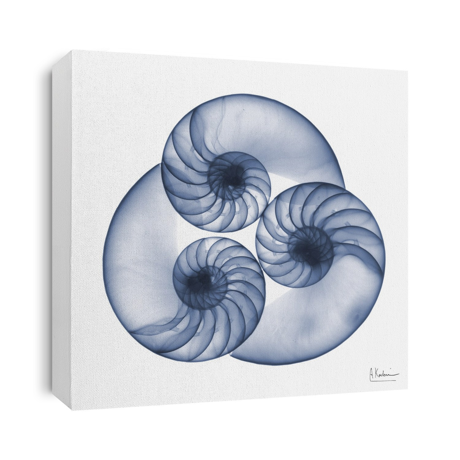 Xray Shells