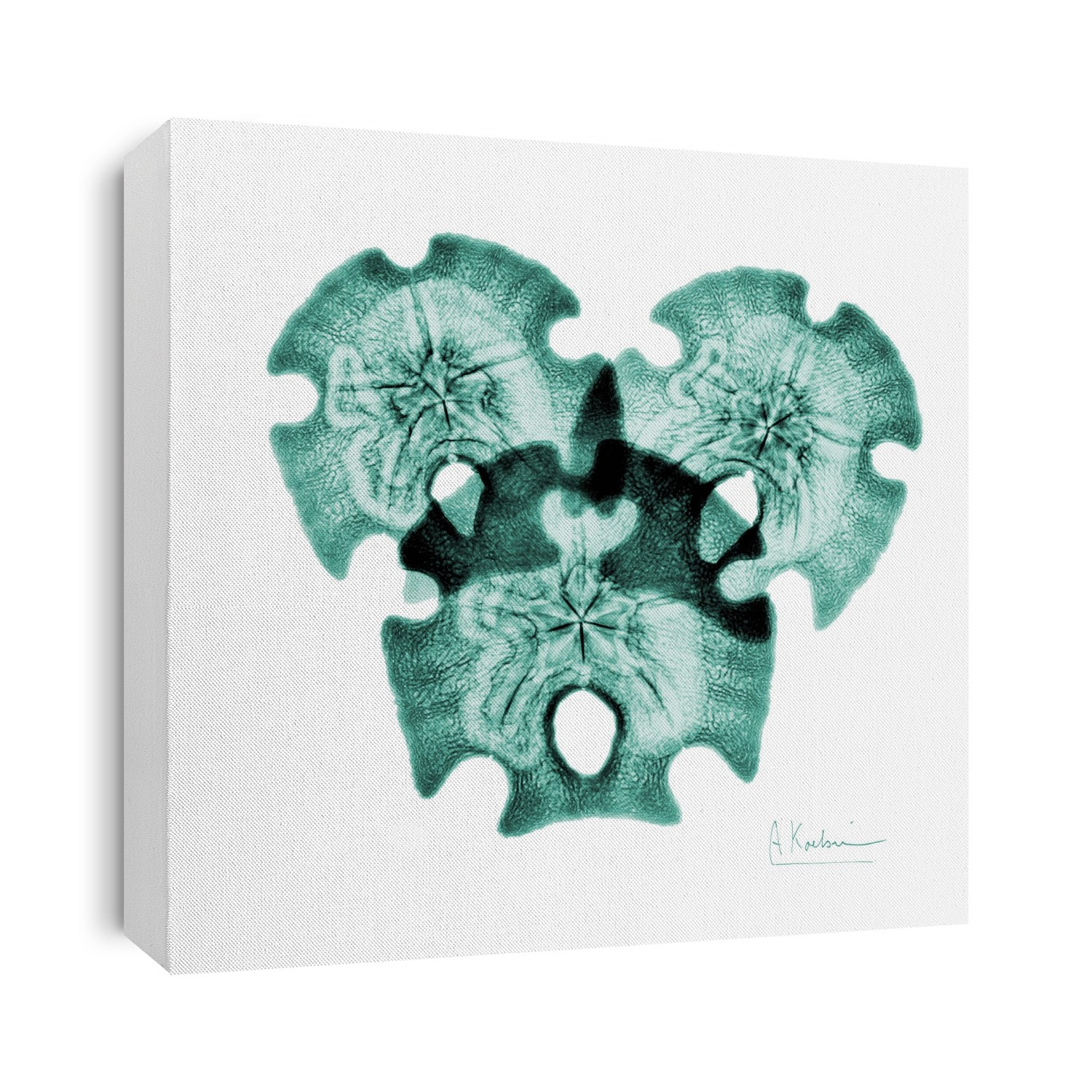 Xray Shells