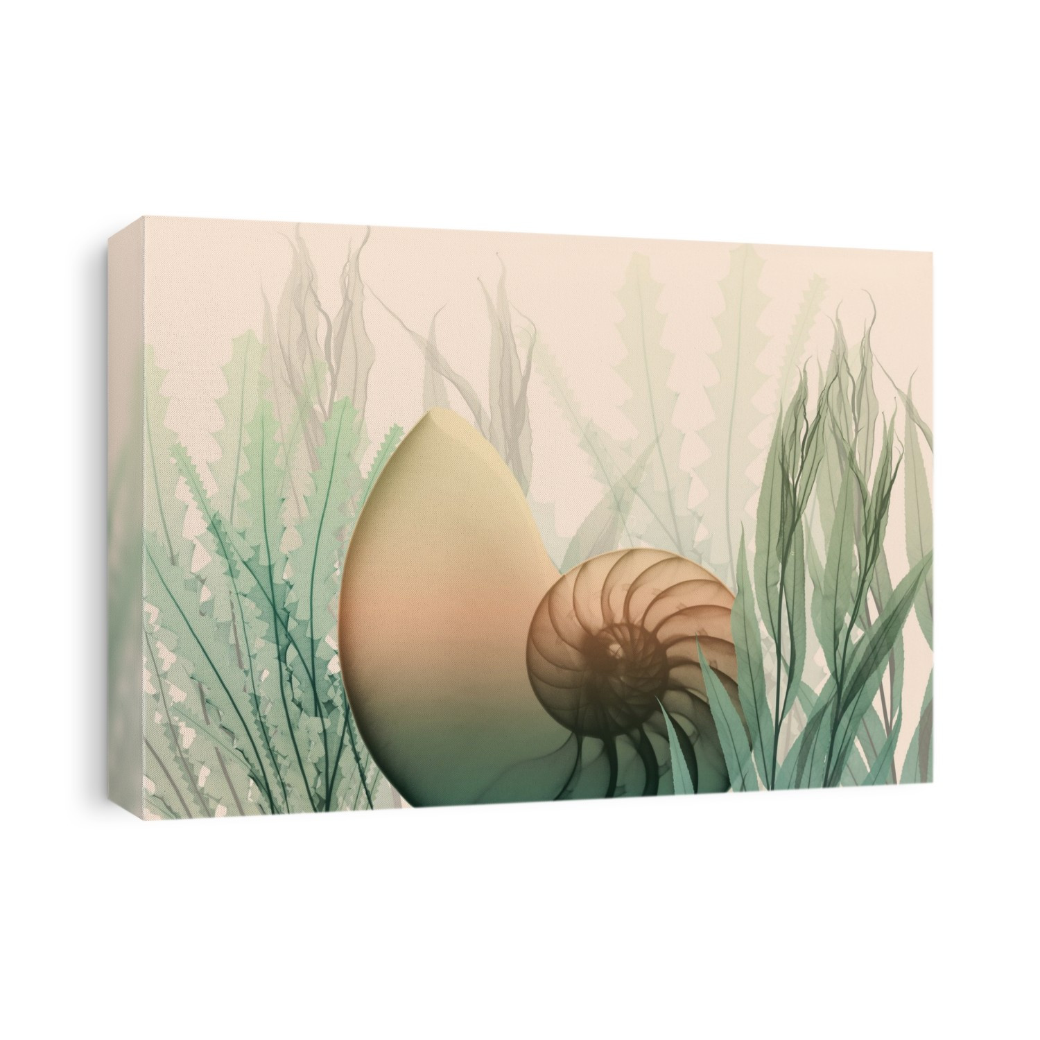 Xray Shells