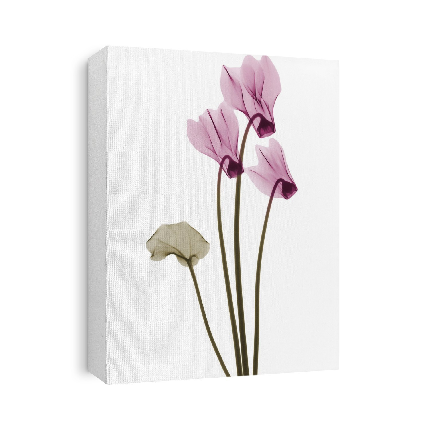 Xray Floral