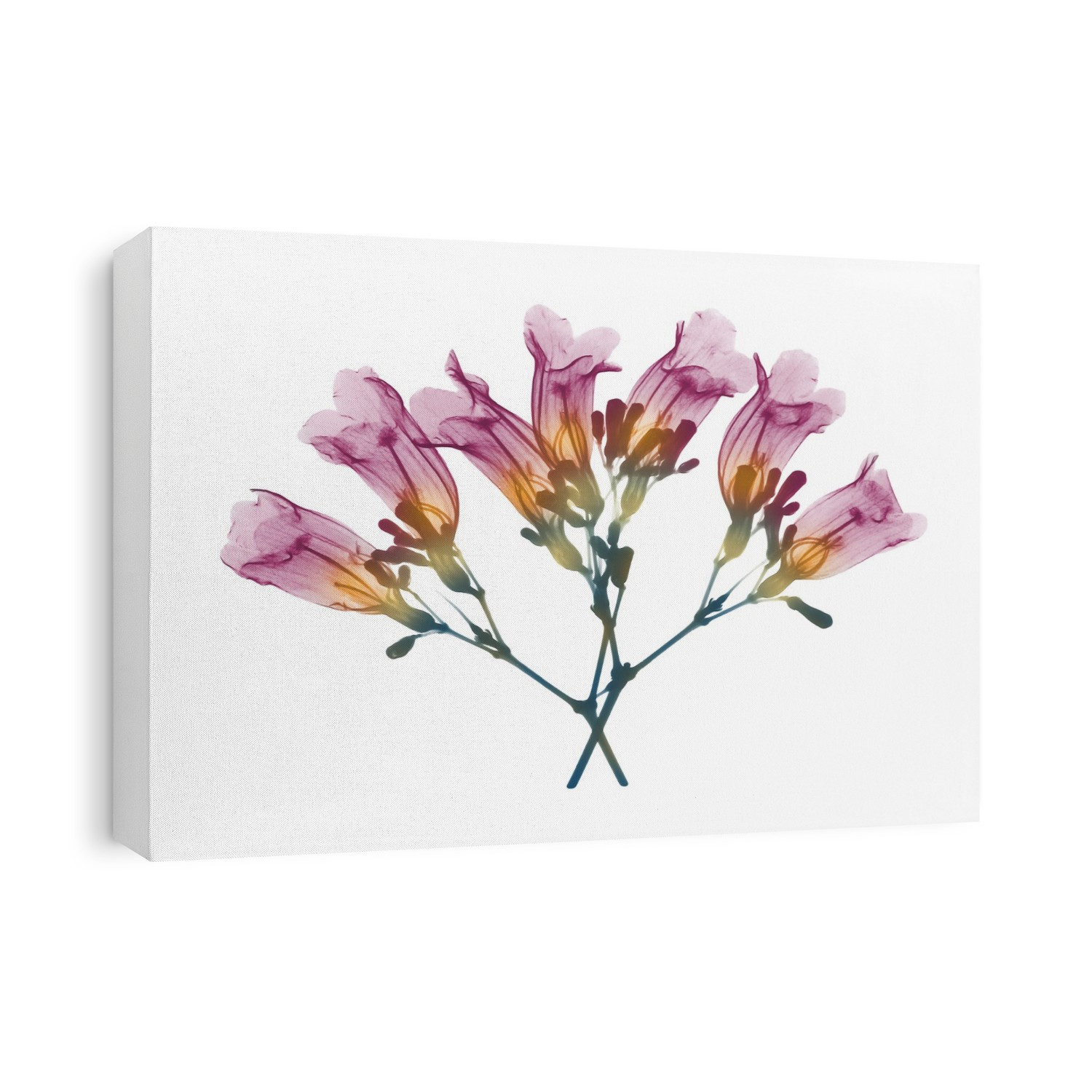 Xray Floral