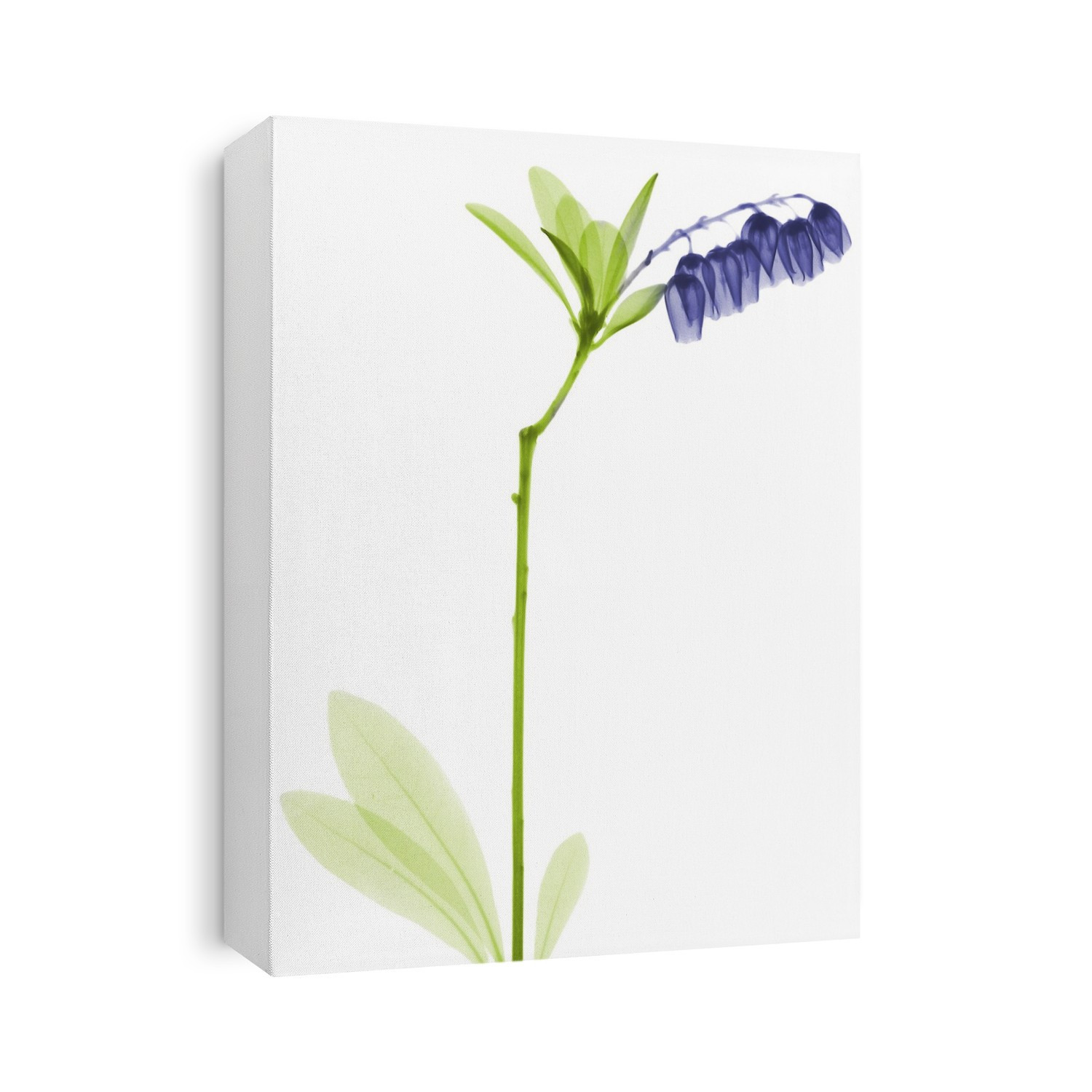Xray Floral