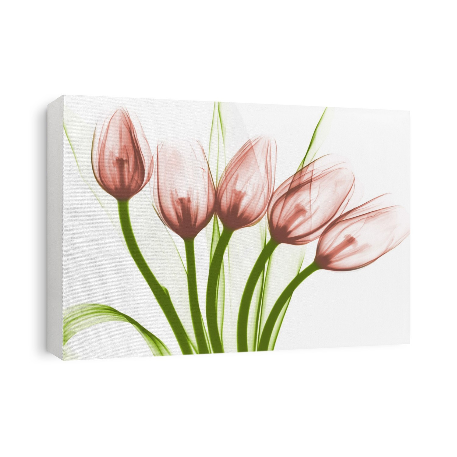 Xray Floral