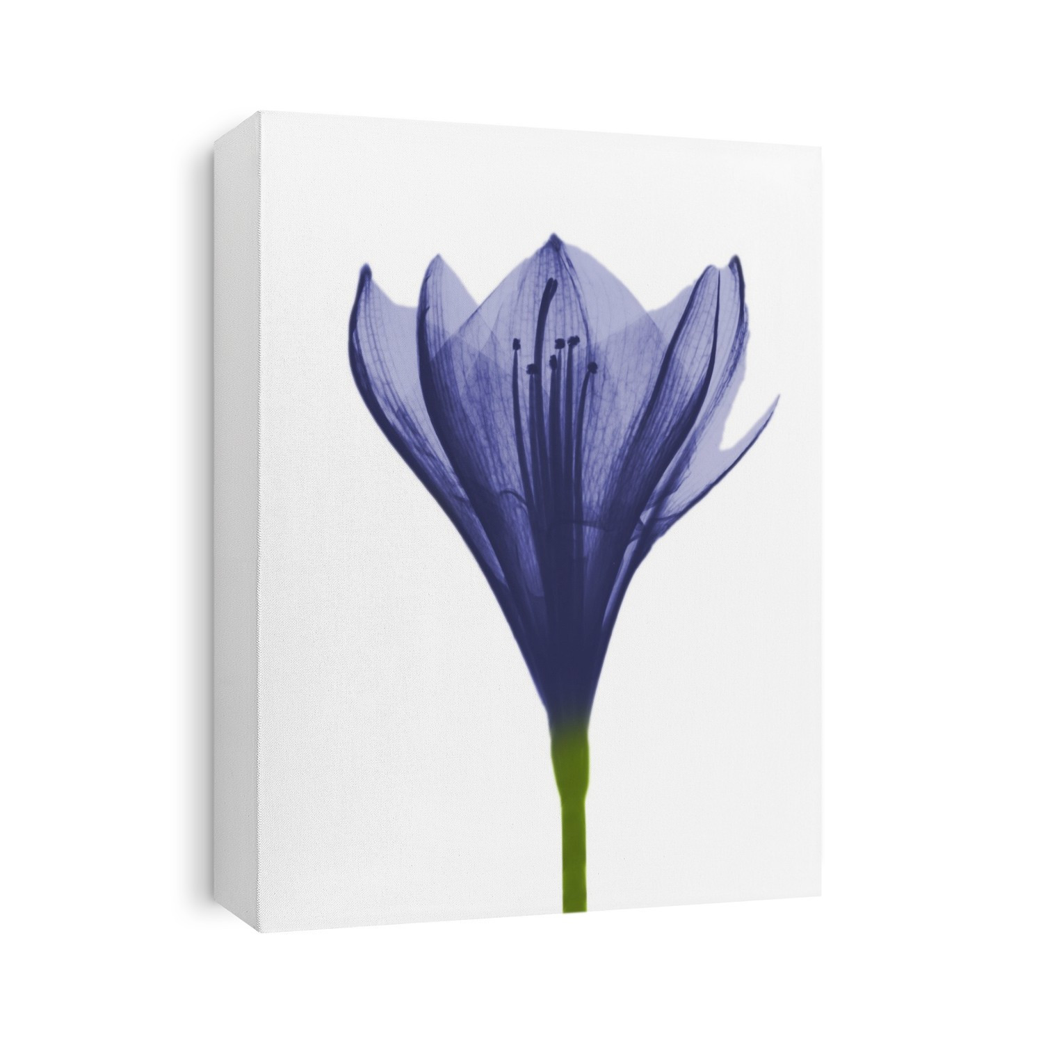 Xray Floral