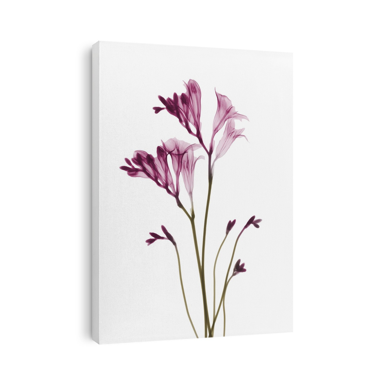 Xray Floral