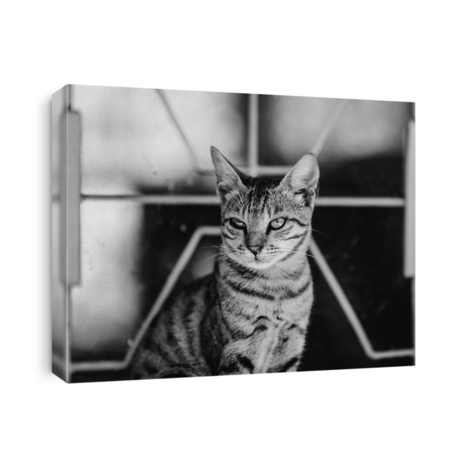 Young cat in black and white