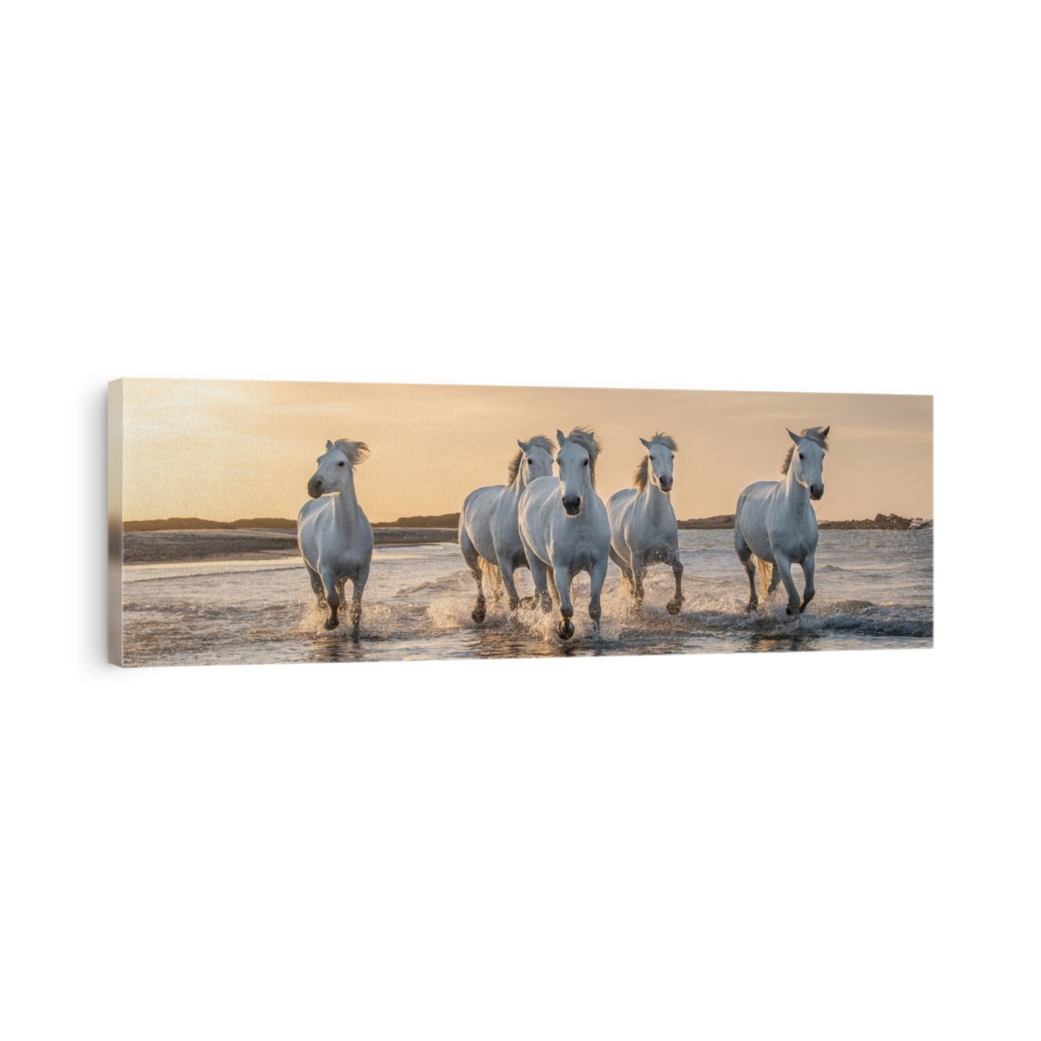 White horses are galoping in the water  all over the sea in Camargue, France.
