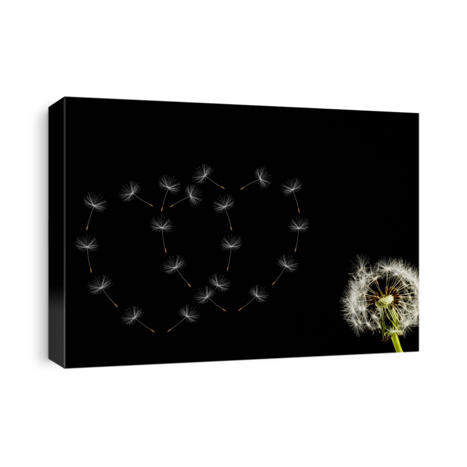 Dandelion isolated on a black background