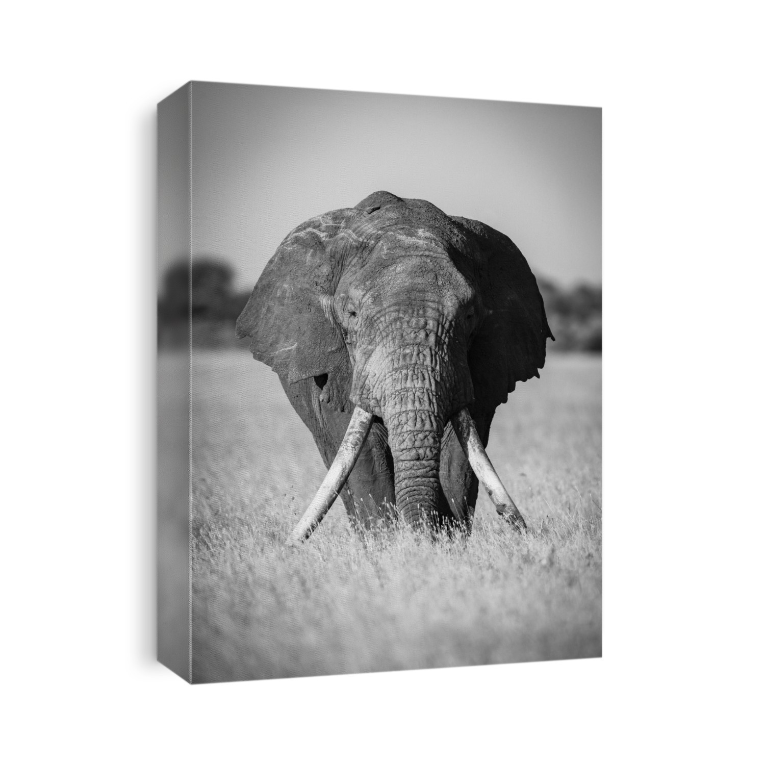 Monochrome of African bush elephant (Loxodonta africana) standing in grass, Grumeti Serengeti Tented Camp, Serengeti National Park; Tanzania