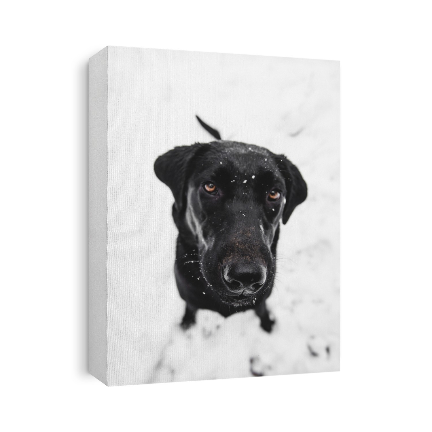 Adorable Black Lab Puppy Dog with Cute Nose and Ears Sitting in the Beautiful Winter Snowy Background Looking Up at Camera with Lovely Big Yellow Eyes with Snow Covered Face