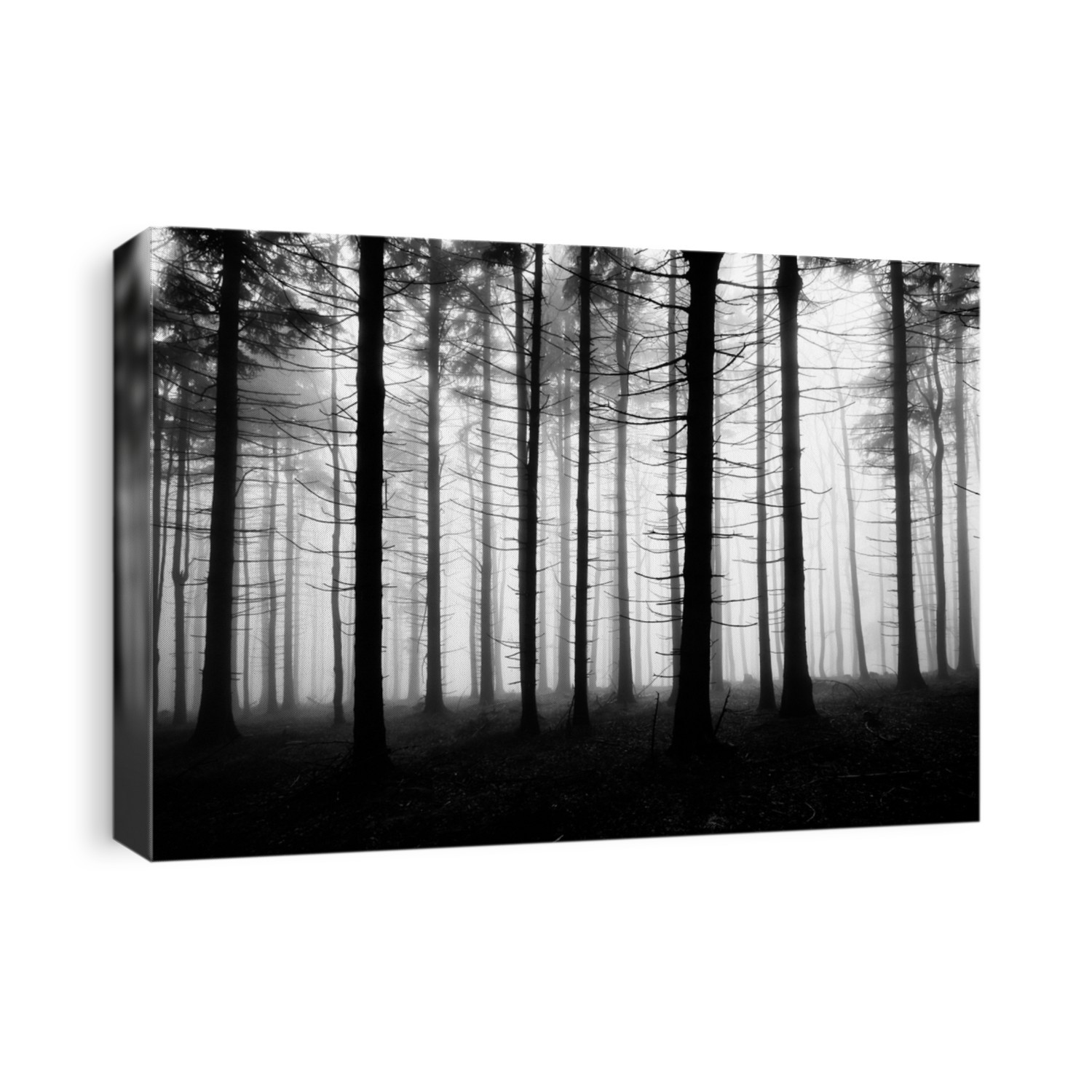 Foggy forest. Low DOF. Black and White