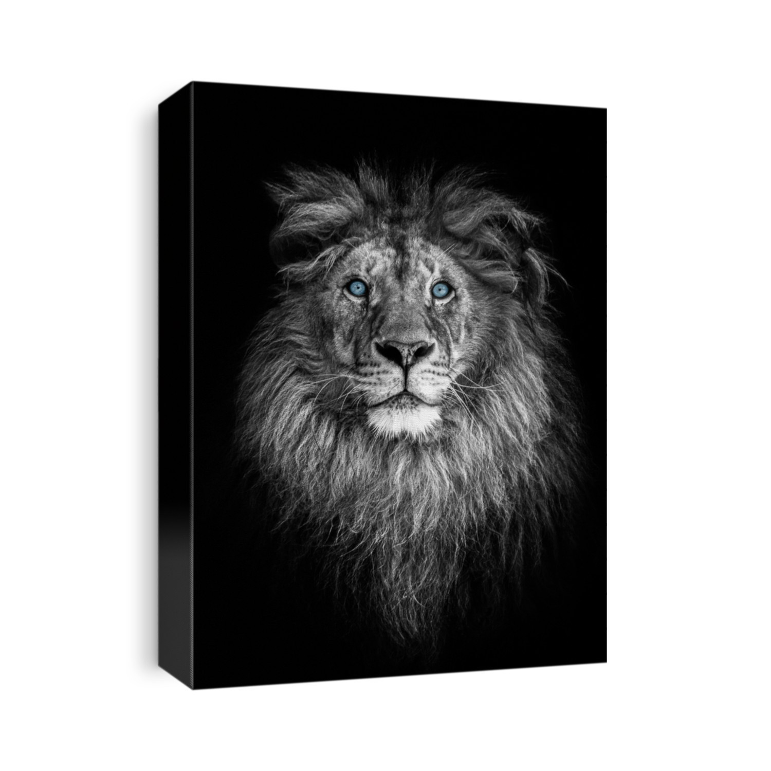 Portrait of a beautiful lion, lion in dark