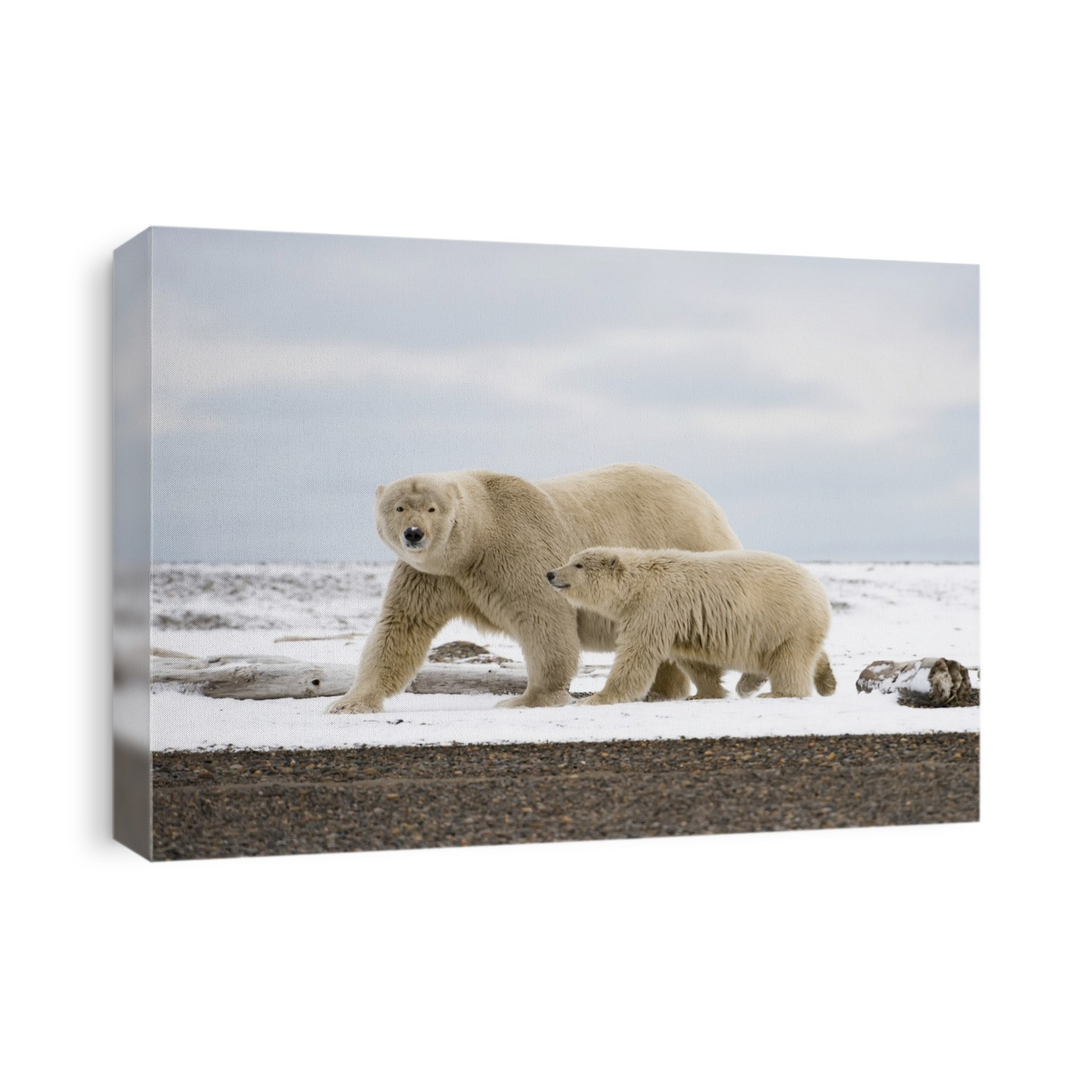Mother Polar Bear (Ursus maritimus) with cub faces the camera while walking on the snow-covered coastline in the Arctic National Wildlife Refuge near Kaktovik, Alaska; Alaska, United States of America