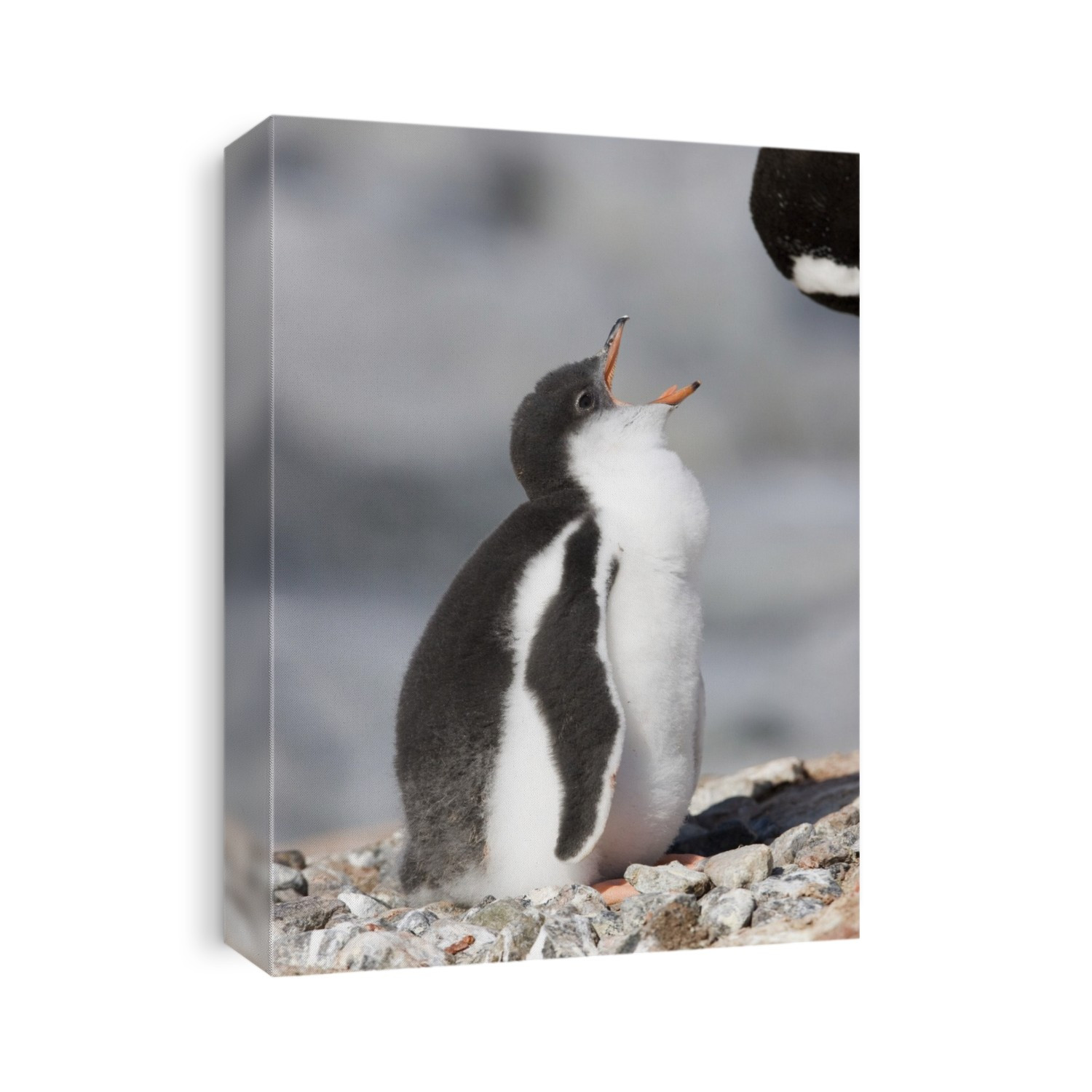 Gentoo chick (Pygoscelis papua) calling to be fed by its parent. Â The breeding season of the gentoo penguin Â is from spring to autumn with females laying a clutch of two eggs. The first egg and chick is larger, and usually the only one that survives. Both parents will feed the chick for 3- 4 months. The gentoo penguin stands 50-70 centimetres tall and weighs 5-6 kilograms. It hunts for fish and krill in the day, remaining near the colony island. Photographed on South Georgia Island, Antarctica.