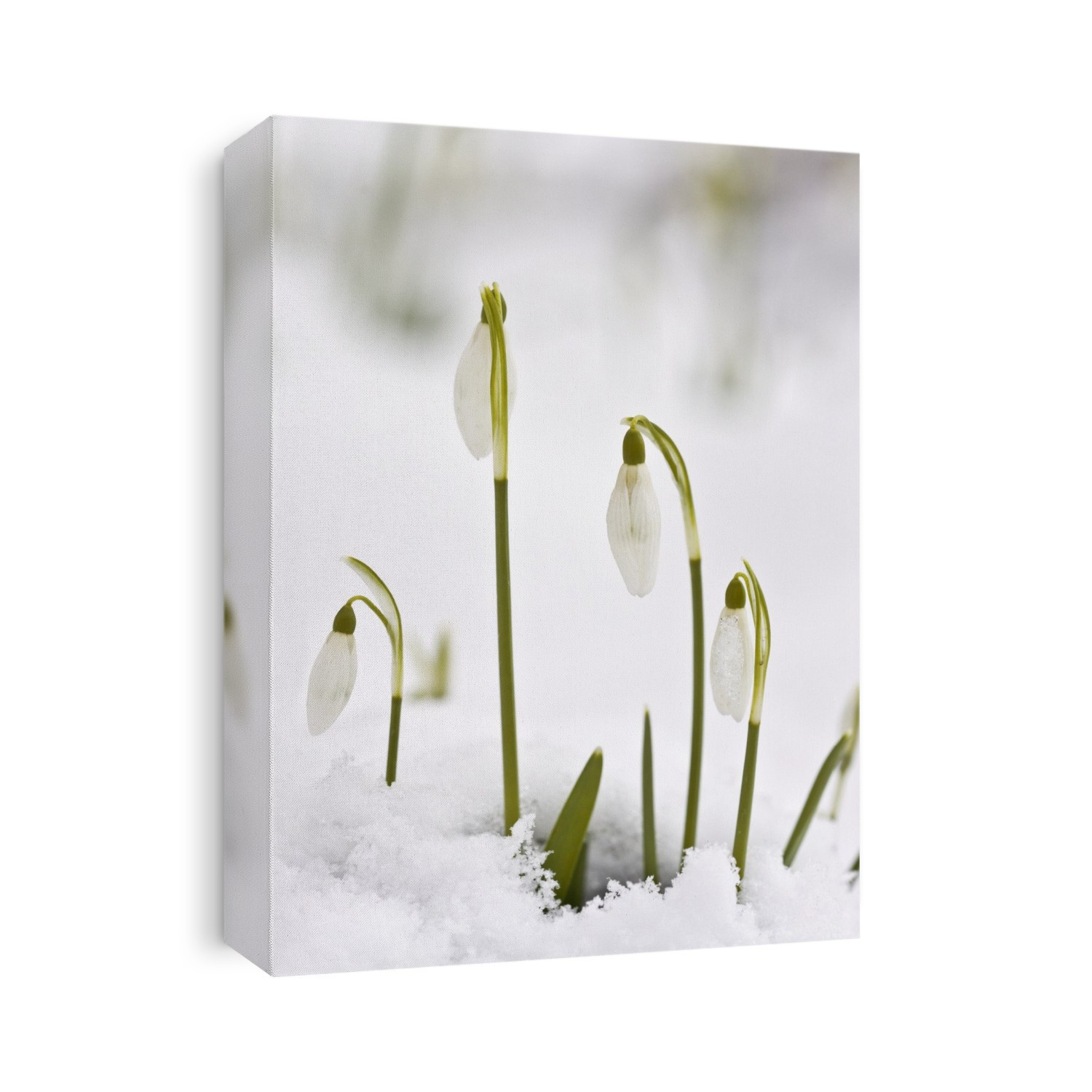 Snowdrops (Galanthus nivalis) flowering in February in Dorset, UK.