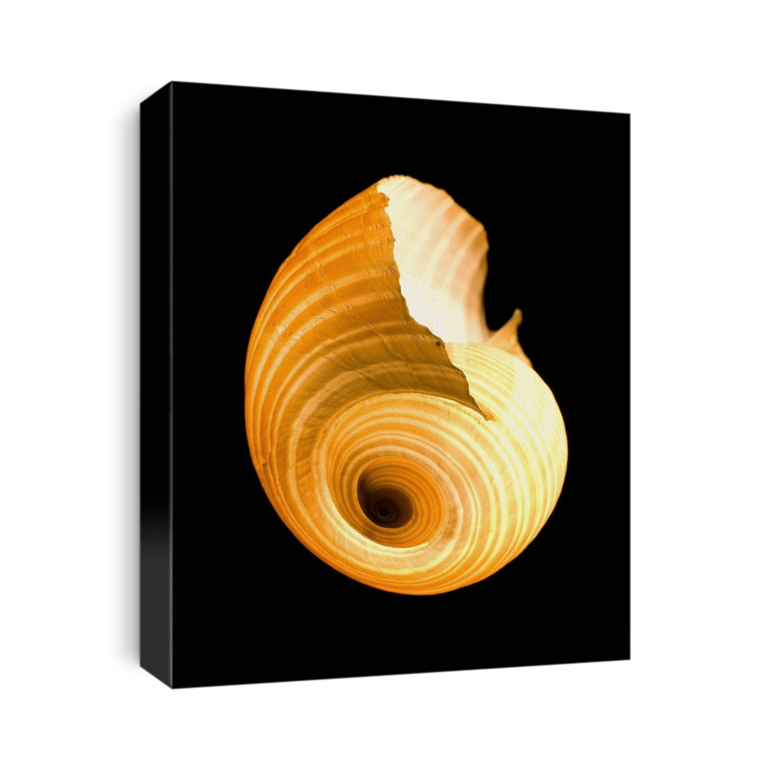 Snail shell.