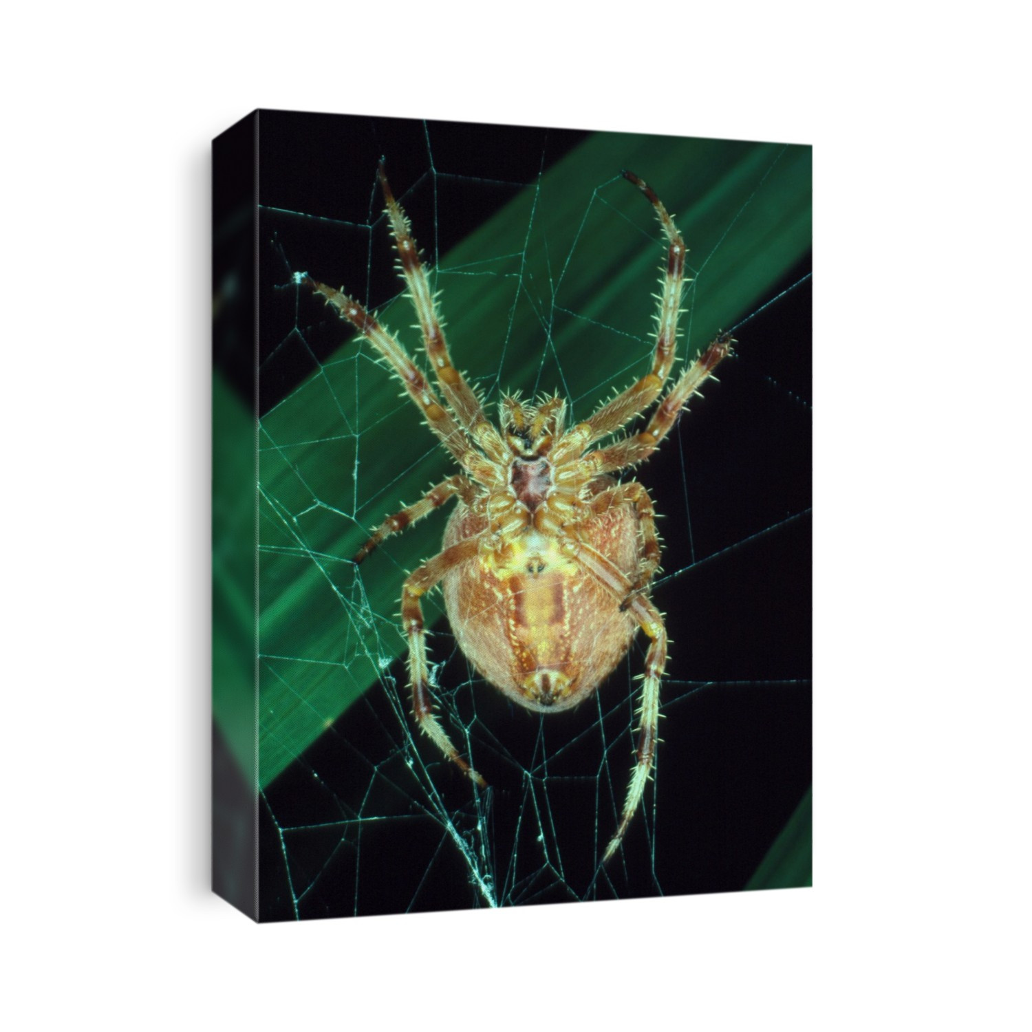 A female spider Araneus quadratus (15mm across) pictured here upside down spinning in the centre of the web. It shows silk coming from the spinnerets spinning an orb web. Magnification: x 0.8 at 35cm.