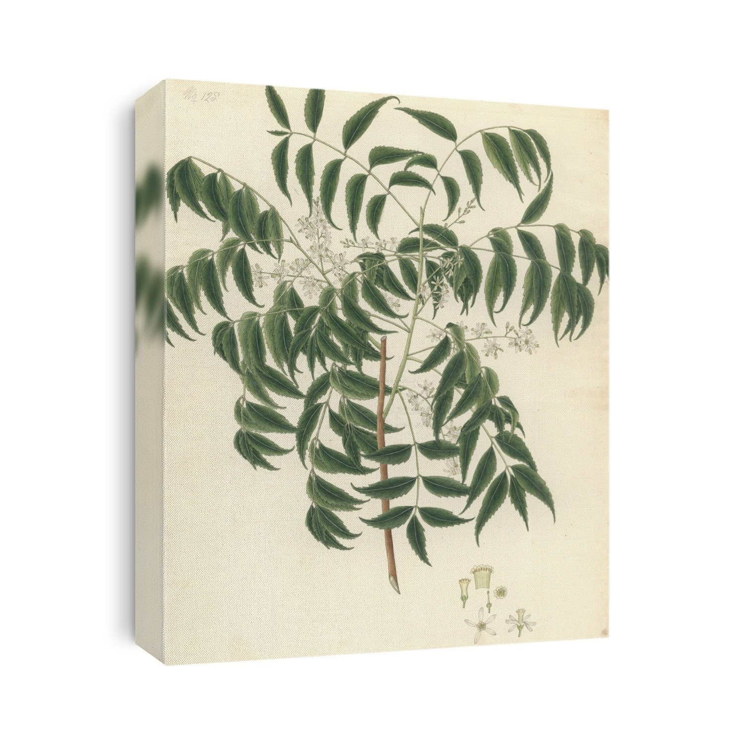 A mid nineteenth century illustration of neem (Azadirachta indica), held in the Botany Library Plate Collection at the Natural History Museum, London.