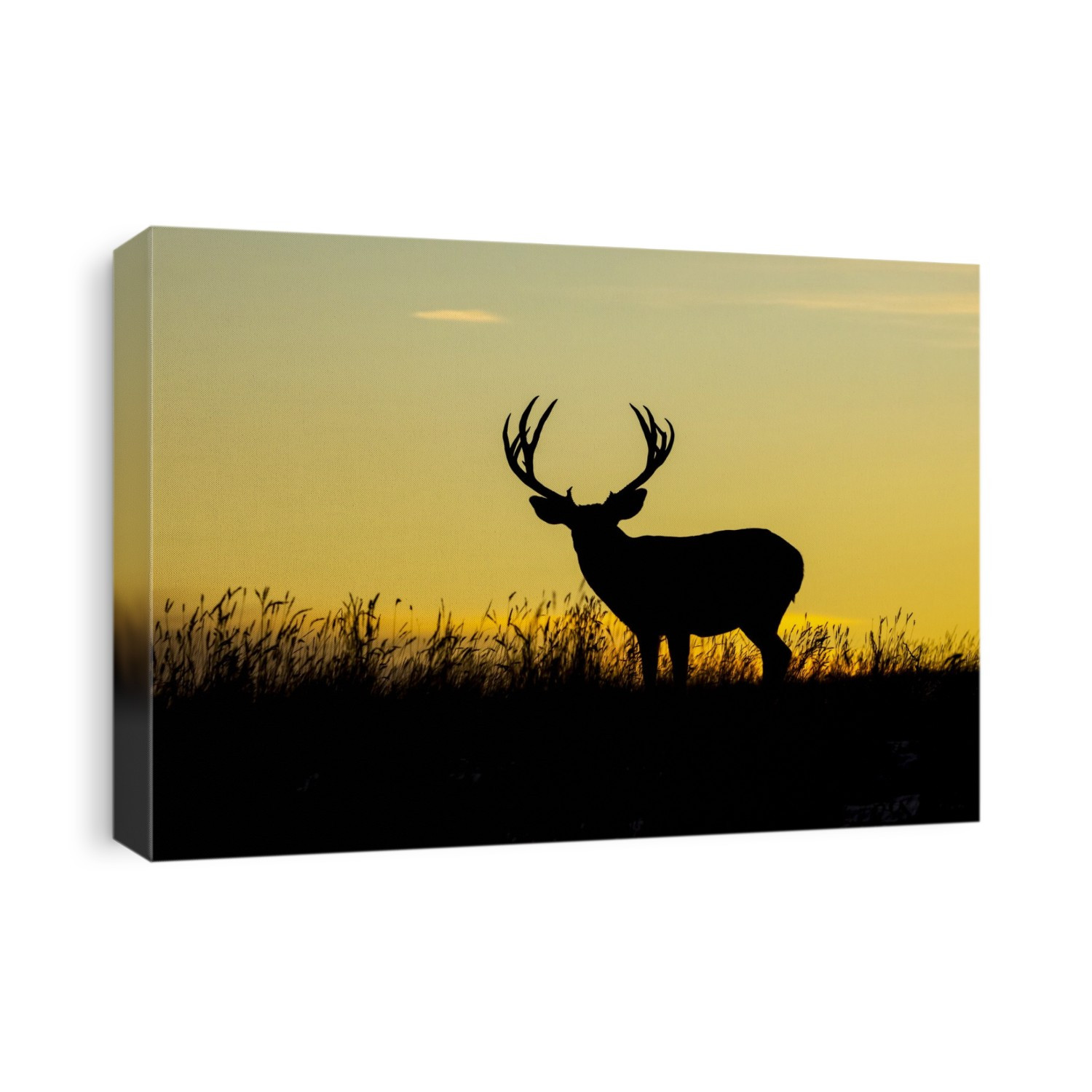Silhouetted mule deer buck (Odocoileus hemionus) standing in grass during a golden sunset; Steamboat Springs, Colorado, United States of America
