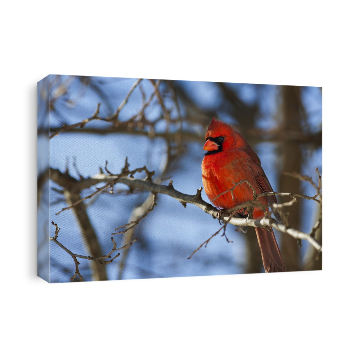 Vivid Red Cardinal (Cardinalis Cardinalis) Sitting On A Tree Branch With A Beautiful Blue Sky In The Background; Kentucky, United States Of America